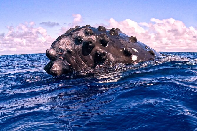 Shared Whale Expedition - Beyond Humpbacks: Dolphins, Turtles, Rays, Sharks