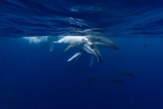 Shared Whale Expedition - Price and Value: $242.93 for a High-Contact, Small-Group Ocean Day