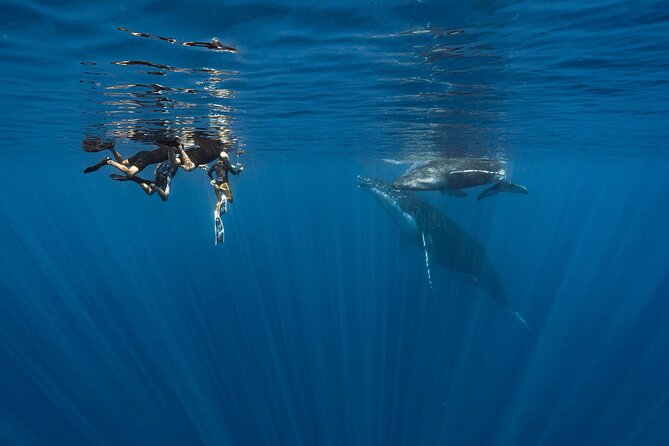 Shared Whale Expedition - Meet at Moorea Marina and Get on Inutai