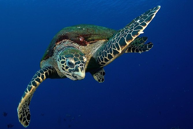 Small group snorkeling (5 people max): Turtles at 7:30am - Key highlights at a glance