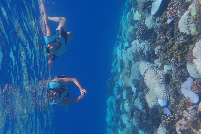 Small group snorkeling (5 people max): Turtles at 7:30am - The snorkeling setup: 50 minutes in the water as a group