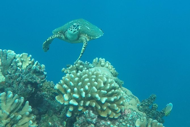 Small group snorkeling (5 people max): Turtles at 7:30am - What Captain Benoit adds beyond the reef