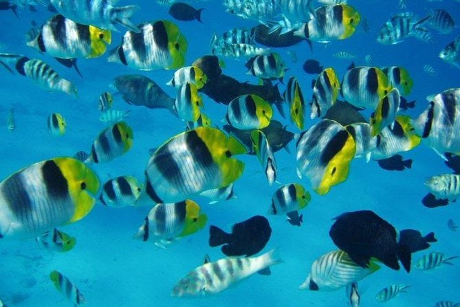 Small group snorkeling (5 people max): wrecks & tropical fishes at 1:00pm - Key highlights that matter on the water
