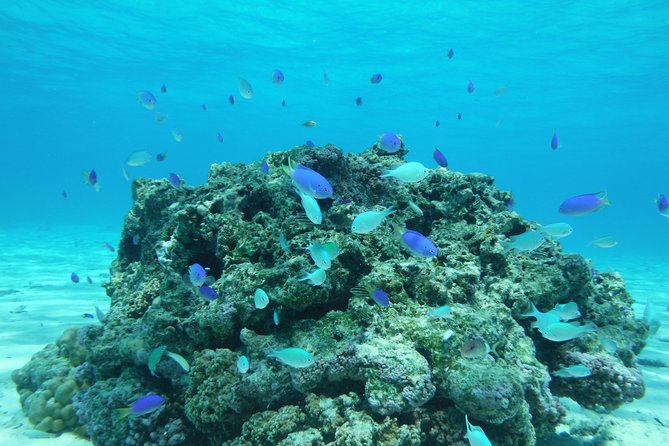 Small group snorkeling (5 people max): wrecks & tropical fishes at 1:00pm - Gear included, photos included, and that is real value