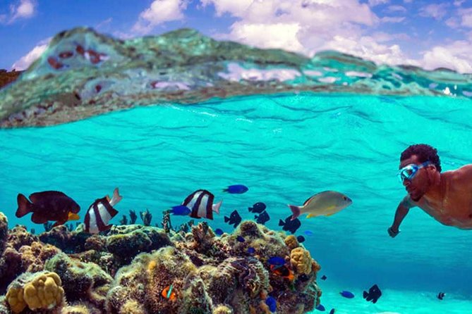 Small group snorkeling (5 people max): wrecks & tropical fishes at 10:30am - The coral garden route and how to enjoy it without stress