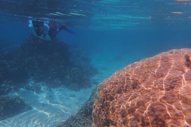 Small group snorkeling (5 people max): wrecks & tropical fishes at 10:30am - Small group comfort: 5 people max, real attention