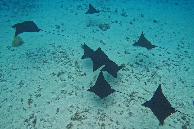 Snorkeling EN Small Group Tour in Tahiti - La Source and the Three Pitons: Springs and Basalt Scenery