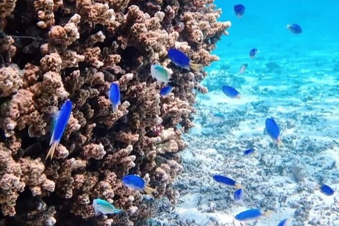 Snorkeling EN Small Group Tour in Tahiti - Faaa for Eagle Rays: An Iconic Target That Depends on Conditions