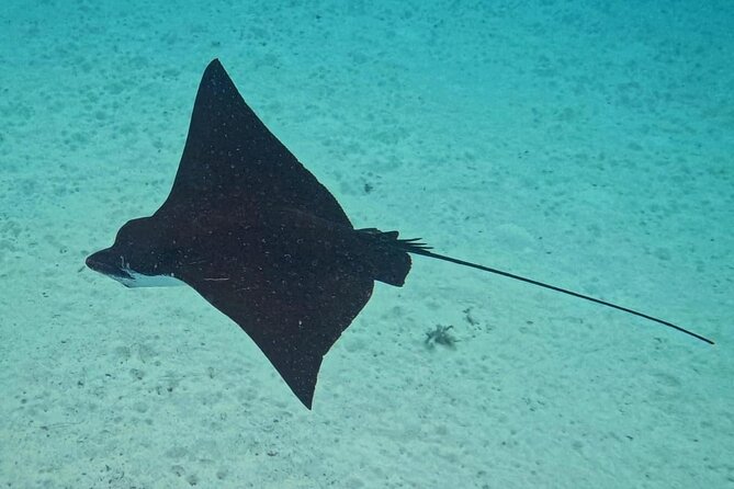 Snorkeling EN Small Group Tour in Tahiti - The Boat, Gear, and Romuald-Level Care That Makes It Feel Easy