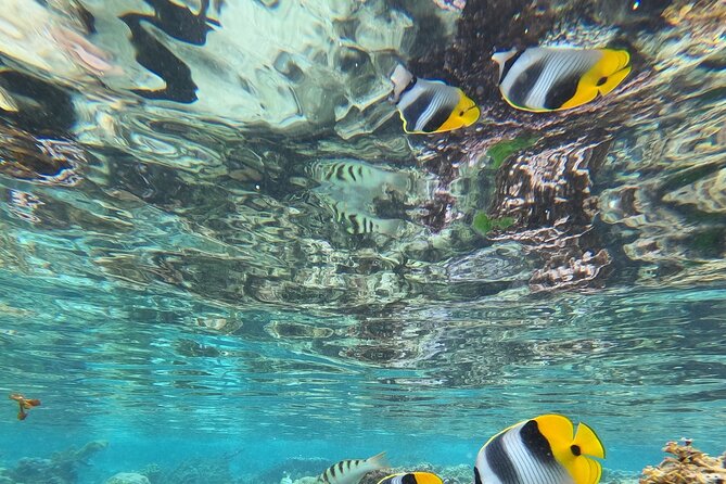 Snorkeling EN Small Group Tour in Tahiti - Stop-by-Stop Timing and How to Plan Your Expectations