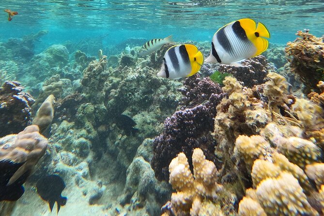 Snorkeling EN Underwater Scooter in Tahiti - Safety and choppy-water reality