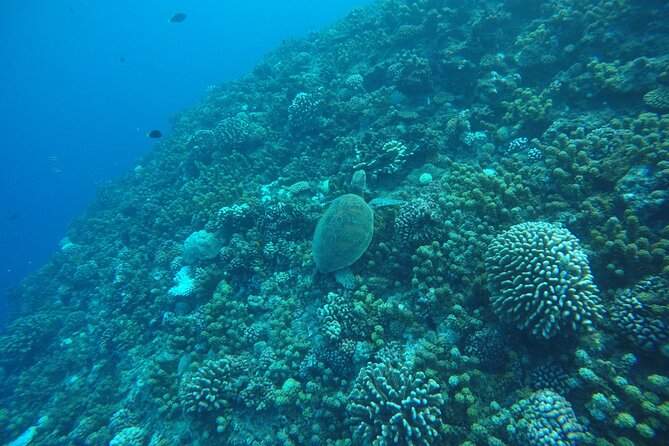 Snorkeling EN Underwater Scooter in Tahiti - Included comfort perks that make a 3-hour trip feel complete