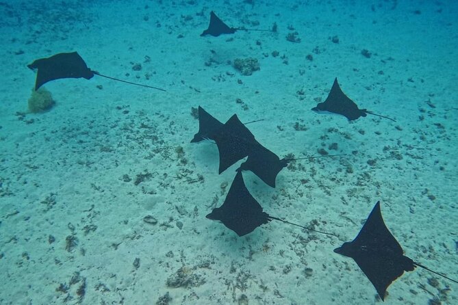 Snorkeling EN Underwater Scooter in Tahiti - Price, group size, and whether it is good value