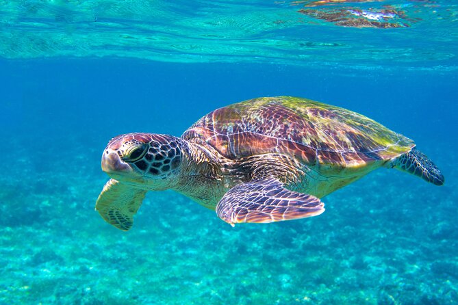 Snorkeling EN Underwater Scooter in Tahiti - Marina Taina setup: gear, briefing, and being ready fast
