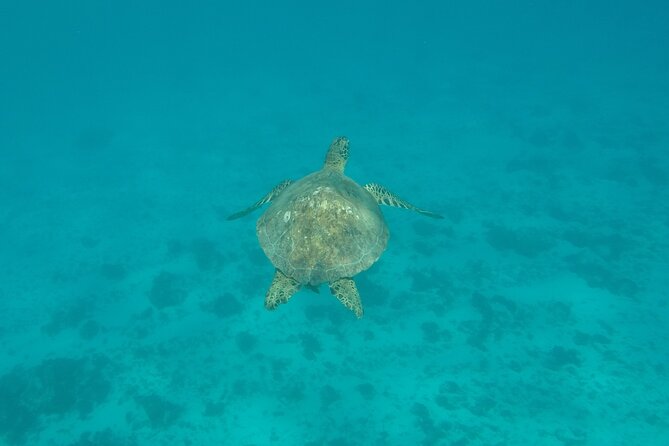 Snorkeling excursion and encounter with marine fauna in Moorea - Guide style and small-group energy: Michel and Yo as the pattern
