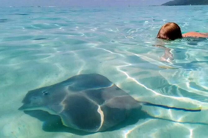 Snorkeling excursion and encounter with marine fauna in Moorea - Price and value: how $131.18 makes sense here