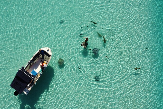 Snorkeling excursion, discovery of the lagoon, small group. - Moorea Lagoon Snorkeling With a 6-Person Cap