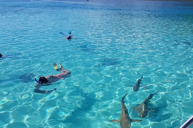Snorkeling excursion, discovery of the lagoon, small group. - Rope-Tow Snorkeling at a Turtle Cleaning Station