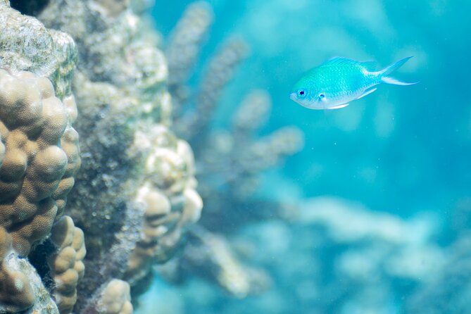 Snorkeling immersion in the wonders of Tahiti - Where the trip starts, and how to avoid that first-minute confusion