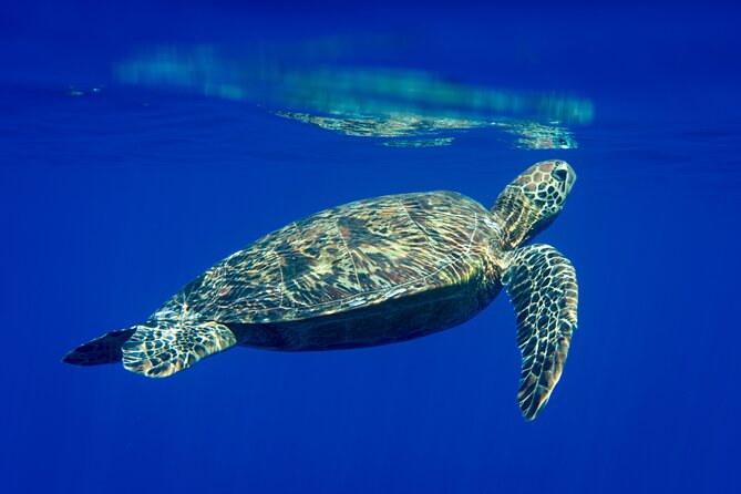 Snorkeling picnic in 4h30 with lunch in Tahiti - Quick hits before you go