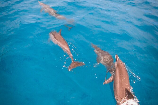 Snorkeling picnic in 4h30 with lunch in Tahiti - Meeting Tahiti by boat: dolphins, crew energy, and what to watch for