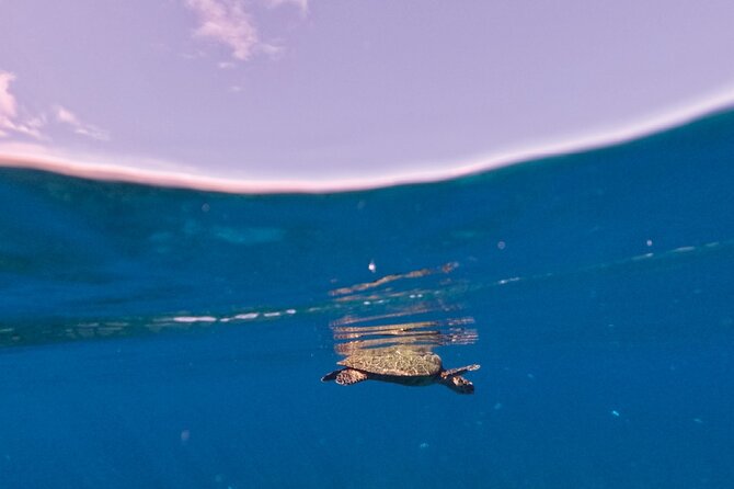 Snorkeling picnic in 4h30 with lunch in Tahiti - Stop 2 with freshwater springs and the coral garden