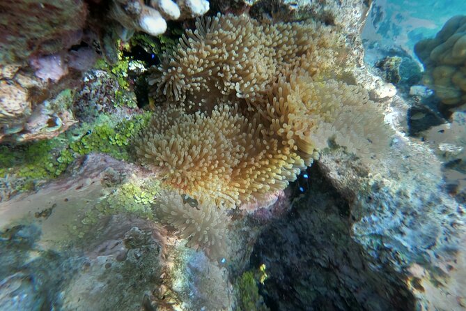 Snorkeling picnic in 4h30 with lunch in Tahiti - What makes the lunch here feel worth the ticket