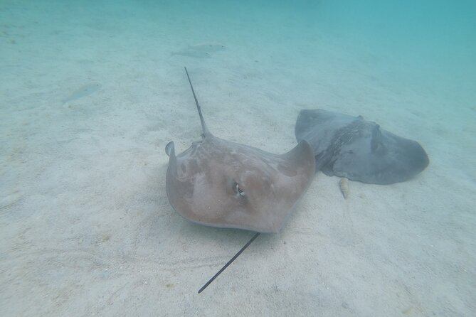 Snorkeling picnic in 4h30 with lunch in Tahiti - Getting in and out: the one skill that matters most