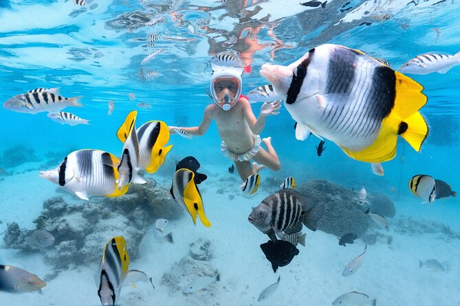 Snorkeling Safari Moorea (Half Day Tour) - Moorea snorkeling Safari for dolphins, turtles, rays, and blacktips