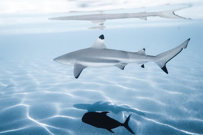 Snorkeling Safari Moorea (Half Day Tour) - Local watermen and the eco-friendly approach that actually changes your experience