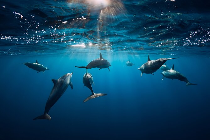 Snorkeling Safari Moorea (Half Day Tour) - Price and value: does $150.48 make sense for what you’re getting?