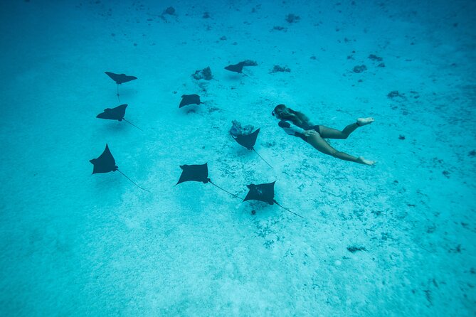 Snorkeling Tour in Moorea Aquatic Adventure Half Day - Wildlife you should look for, and how to make sightings more likely