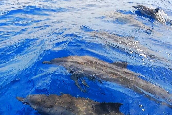 Snorkeling Tour in Moorea Aquatic Adventure Half Day - Snorkeling coaching and responsible water time