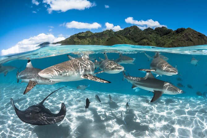 Snorkeling Tour in Moorea Aquatic Adventure Half Day - Where you start, where you end, and why that reduces stress