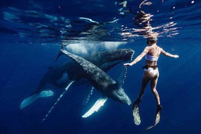 Swim in Moorea with Humpback Whales and More - Key points you should know before you book