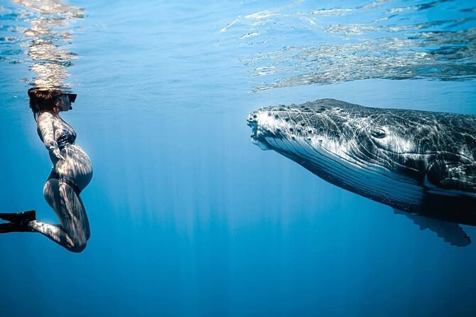 Swim in Moorea with Humpback Whales and More - A 4-hour boat day with pickup, snacks, and real wildlife rules