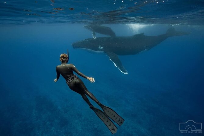 Swim in Moorea with Humpback Whales and More - What you might see: mom and calf, singing, sleeping, and play
