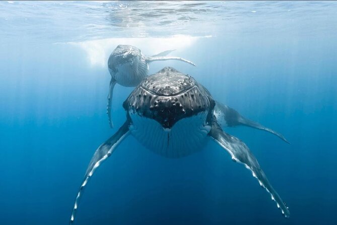 Swim in Moorea with Humpback Whales and More - Beyond whales: dolphins and oceanic sharks in the same outing