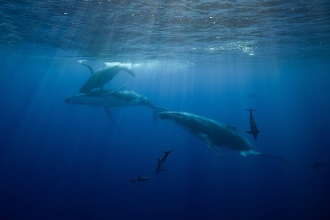 Swim in Moorea with Humpback Whales and More - Snorkeling equipment and wetsuits: comfort is not optional
