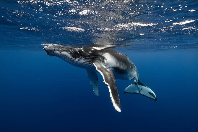 Swim in Moorea with Humpback Whales and More - Who this tour fits best on Moorea