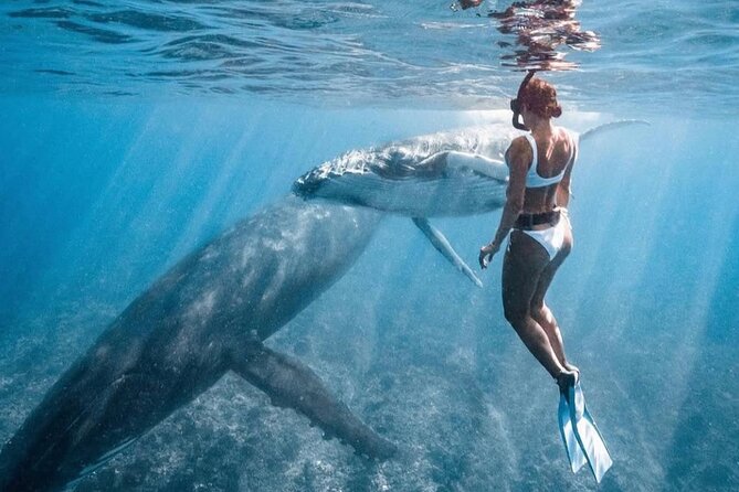 Swim in Moorea with Humpback Whales and More - Price and value: what you get for $412.98 per person