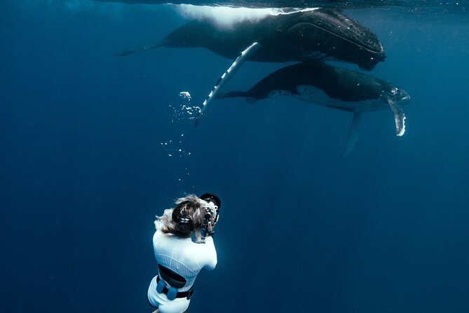 Swim with humpback whales - Moorea’s whale season, and why your dates really matter