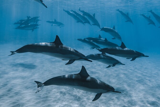 Swim with humpback whales - How the humpback whale swim actually works in waist-height water