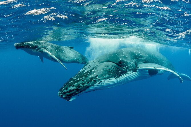 Swimming with Whales in Moorea (Half Day tour) - Why Moorea’s humpbacks are worth timing your trip