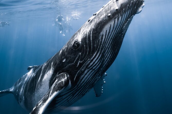 Swimming with Whales in Moorea (Half Day tour) - Half-day timing and how your morning runs