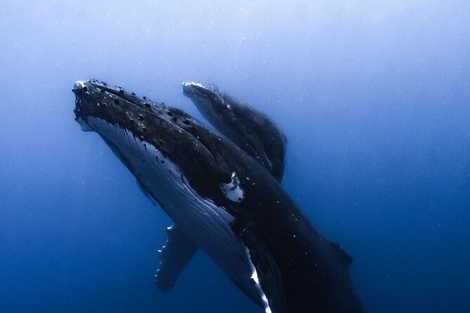 Swimming with Whales in Moorea (Half Day tour) - Life jackets, wetsuits, and what French law changes for swimmers
