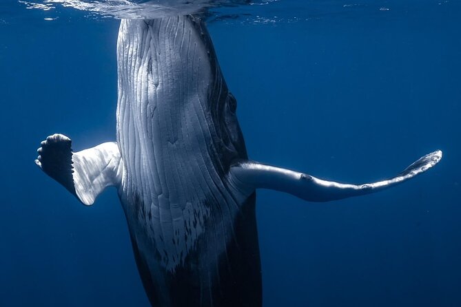 Swimming with Whales in Moorea (Half Day tour) - What the whale encounter feels like, step by step