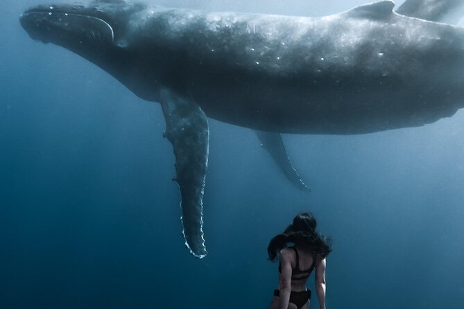 Swimming with Whales in Moorea (Half Day tour) - Beyond whales: dolphins, stingrays, sharks, and the “bonus” factor
