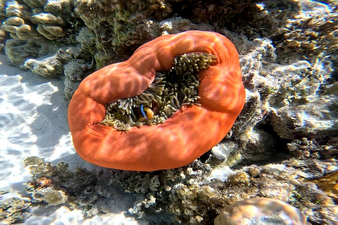 Tahaa Excursion in Electric Paddle Snorkeling Coral Garden - Your snorkeling kit, the snack break, and the GoPro pack