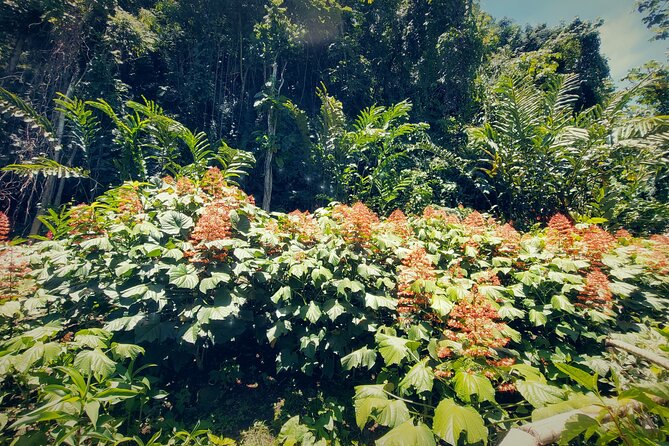 Tahiti Half Day Coastal Private Tour - Stop-by-stop: from Arahurahu Marae to Maraa Grotto